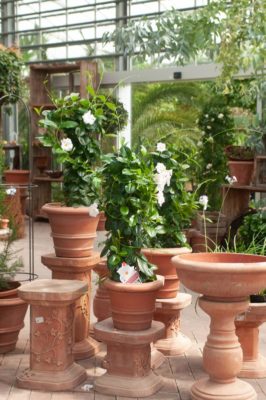 Read more about the article Impruneta-Terracotta