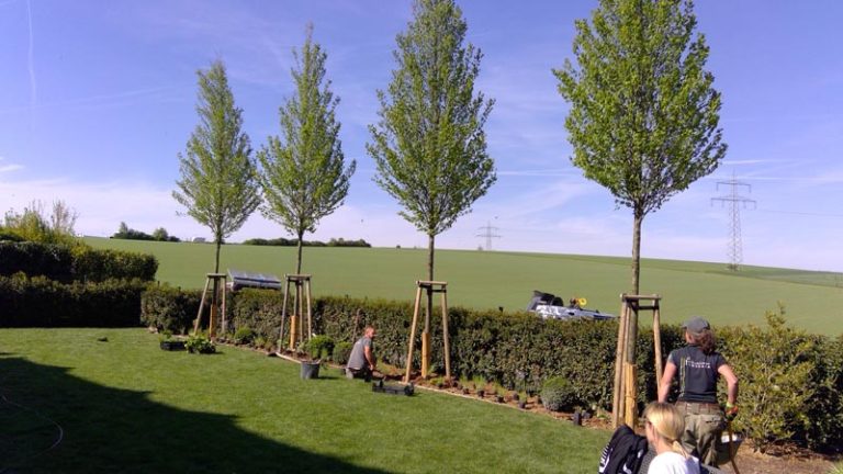 Fränkische Toskana Ihre Gärtnerei und Gartengestalter in Wiesentheid